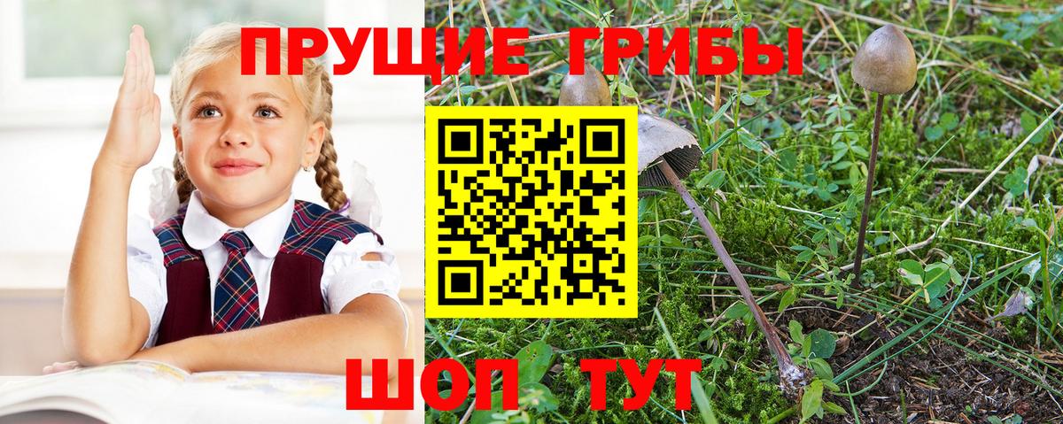 Псилоцибиновые грибы Psilocybe  Вход с VPN  Рославль 